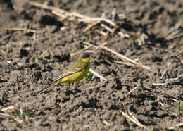 Image of Dark-headed Wagtail