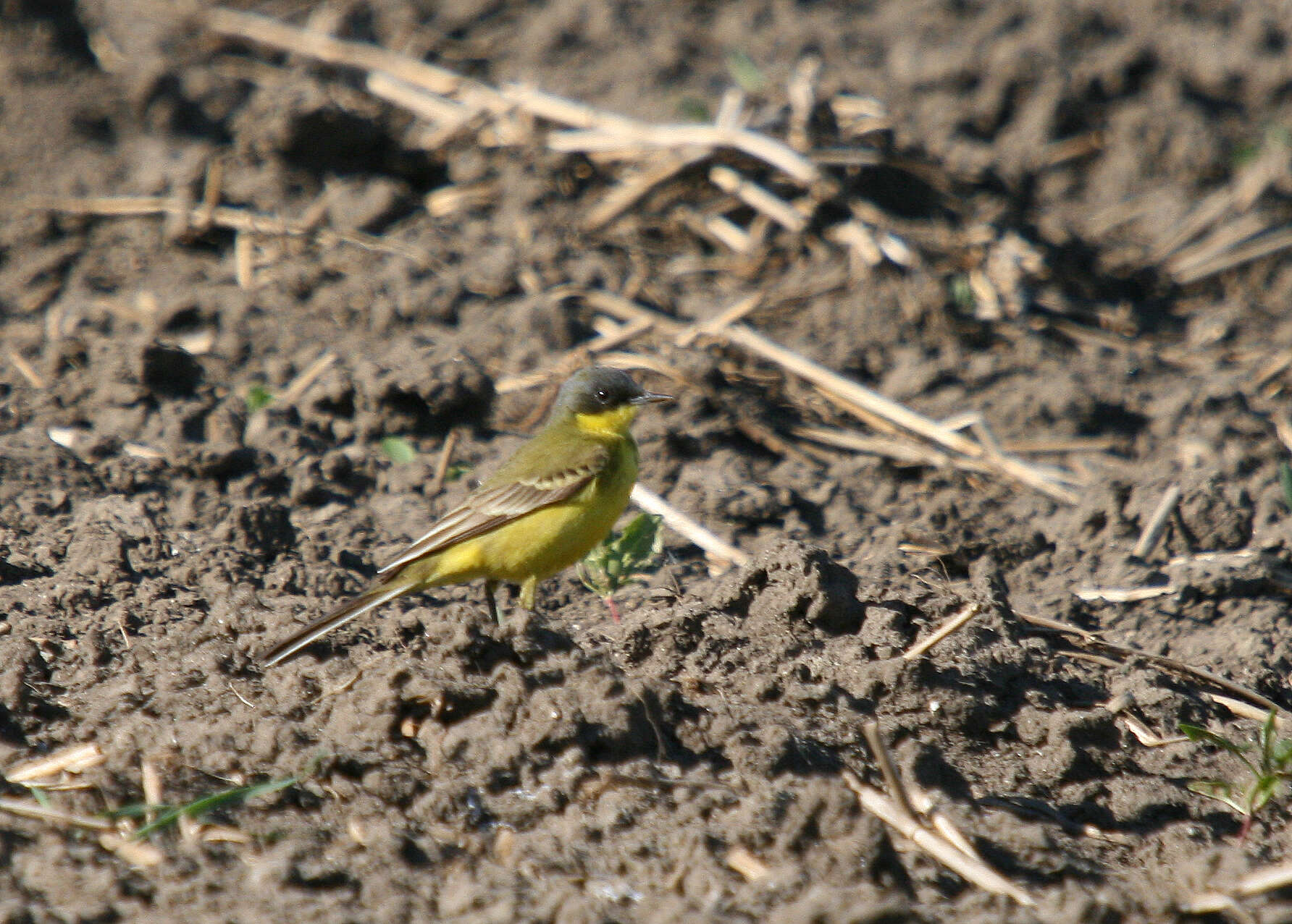 Image of Dark-headed Wagtail