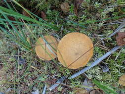 Imagem de Suillus variegatus (Sw.) Richon & Roze 1888