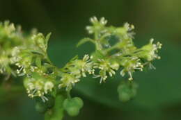 Euphorbia segoviensis Boiss. resmi