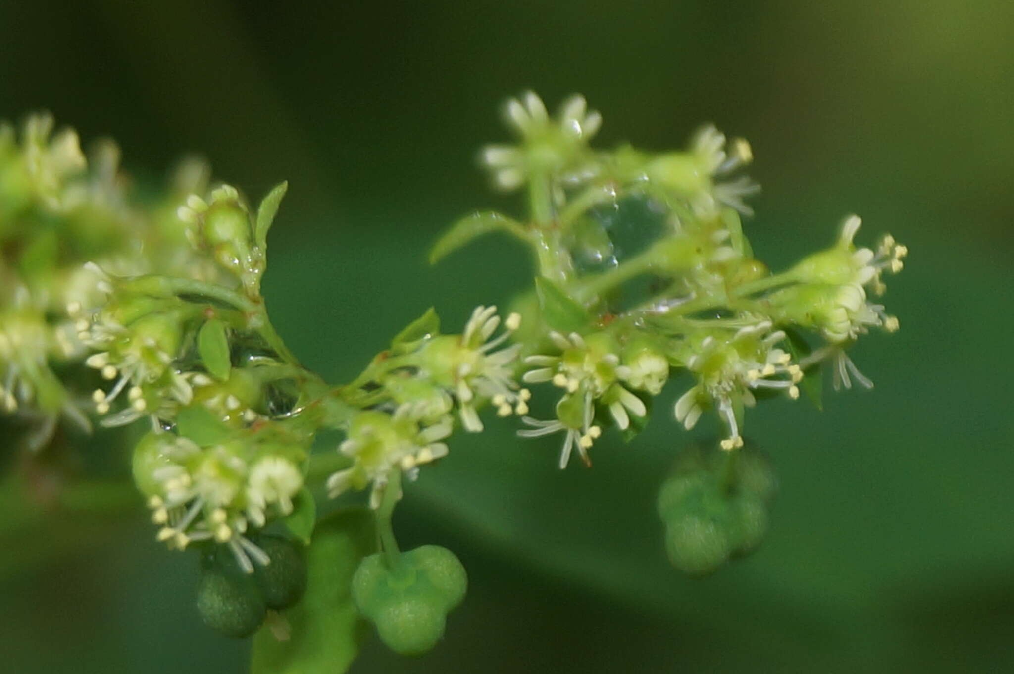 Euphorbia segoviensis Boiss. resmi