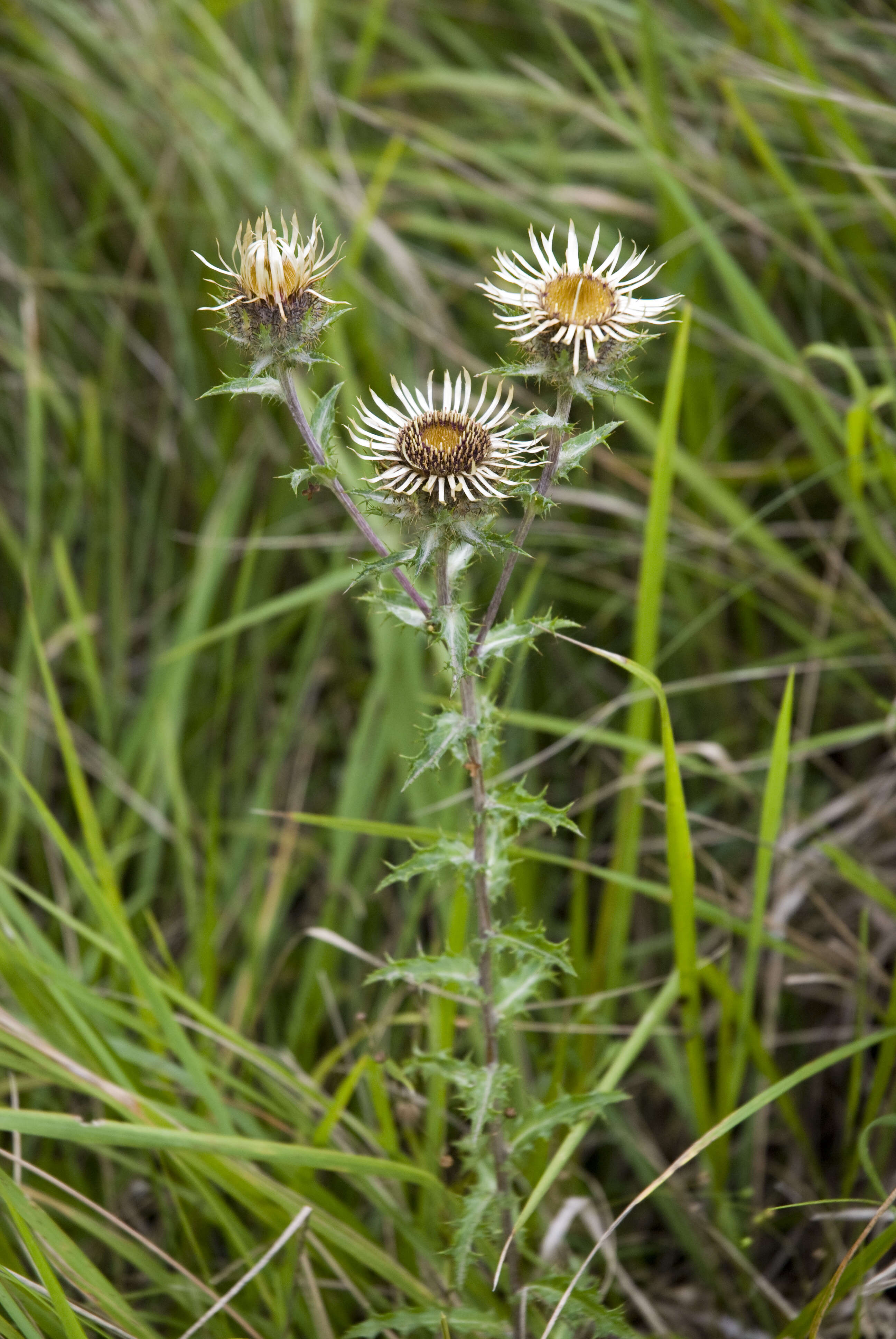 Image of carline thistle