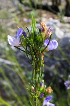 Image of <i>Psoralea diturnerae</i>