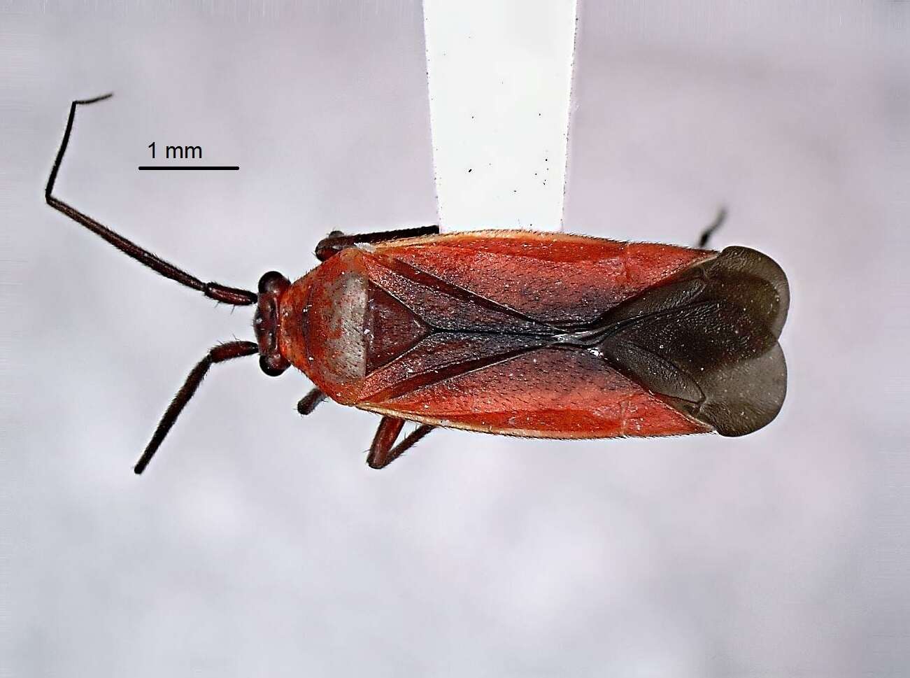 Lopidea instabilis (Reuter 1909)的圖片