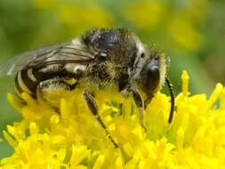 Imagem de Colletes simulans armatus Patton 1879