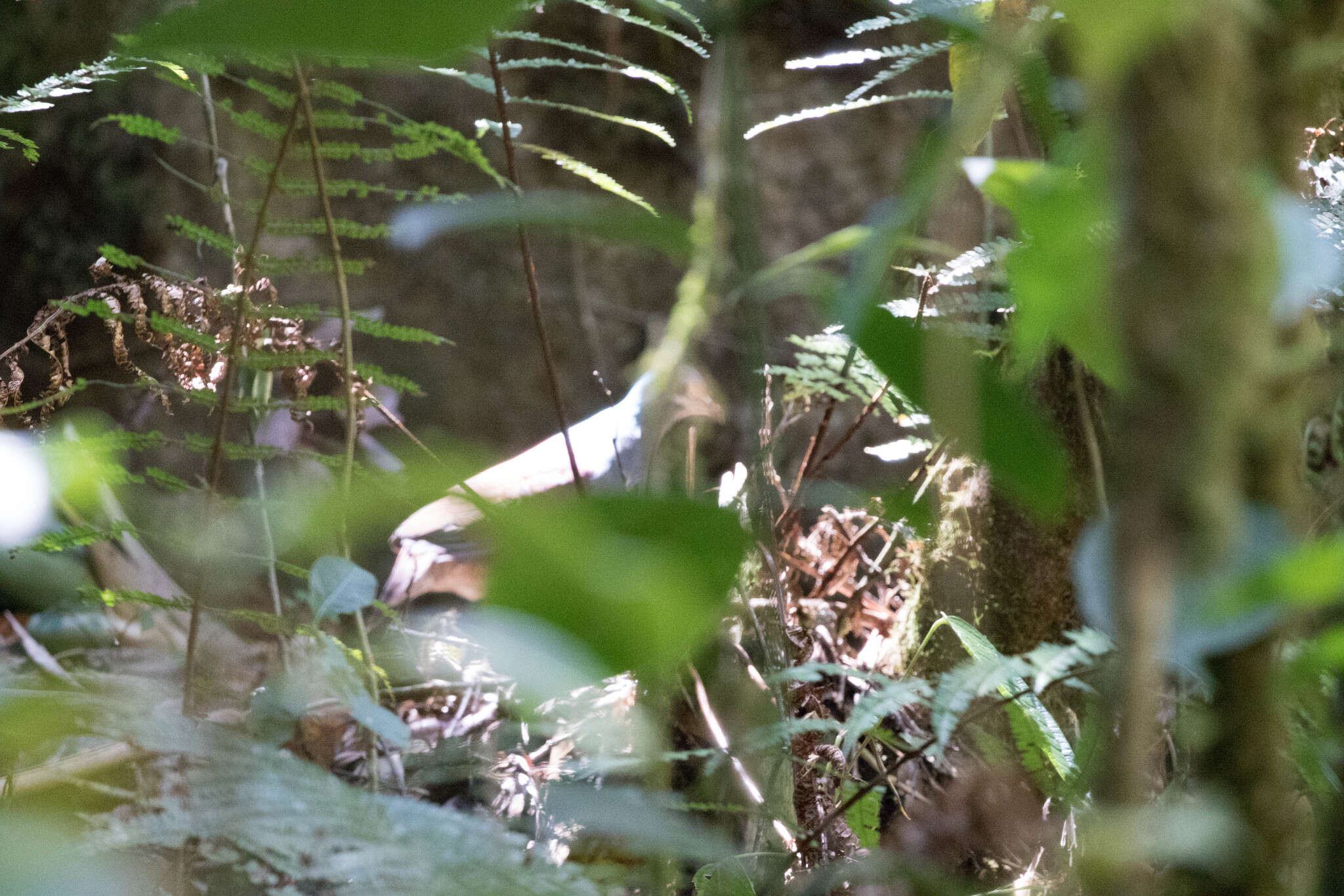 Image of Buff-fronted Quail-Dove