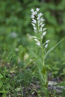 Cephalanthera longifolia (L.) Fritsch resmi