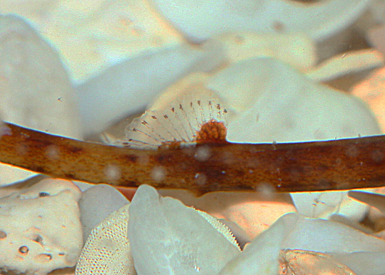 Image of Prophet&#39;s pipefish