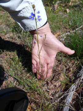 Image de Heliophila macowaniana Schltr.