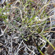 Image of yellow arctic draba