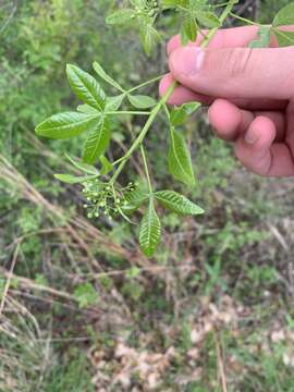 Image of common hoptree