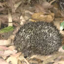 Image of Eastern European Hedgehog