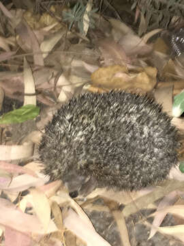 Image of Eastern European Hedgehog