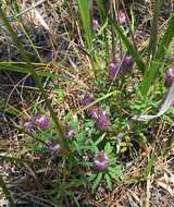 Plancia ëd Polygala cruciata L.