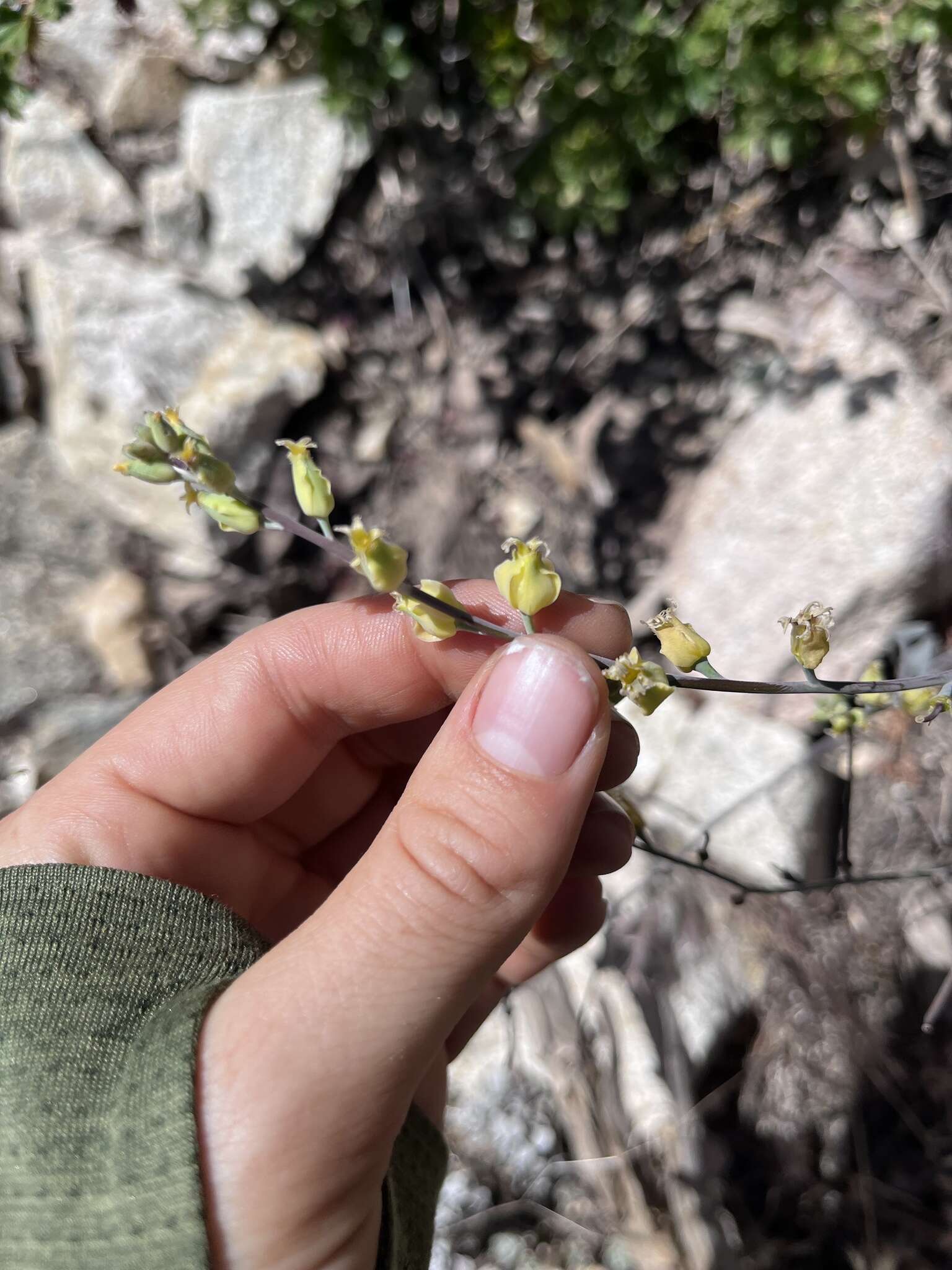 Image of Laguna Mountain jewelflower