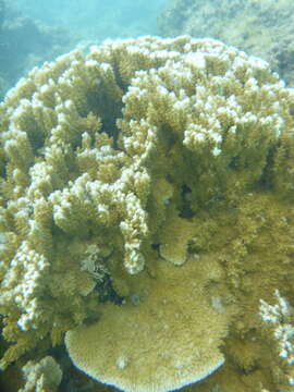 Sivun Montipora capitata (Dana 1846) kuva