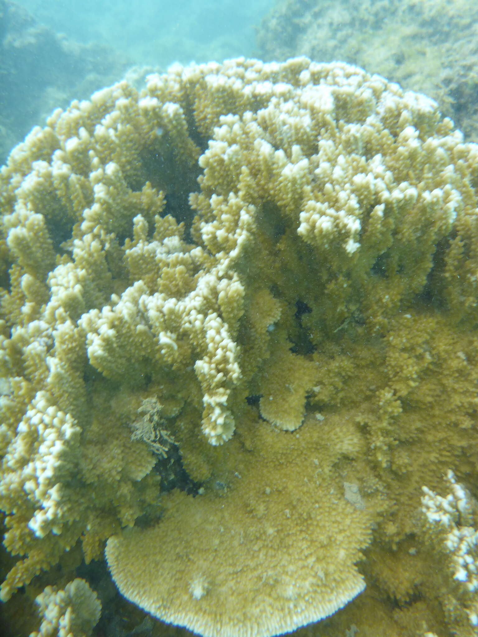 Image of Rice coral