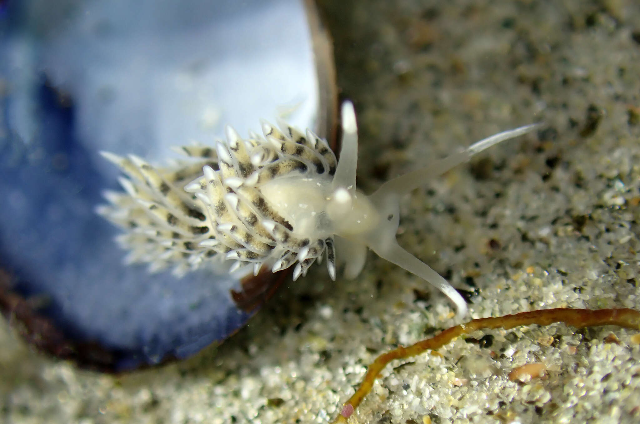 Image of Emarcusia morroensis Roller 1972