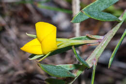 صورة Rafnia crassifolia Harv.