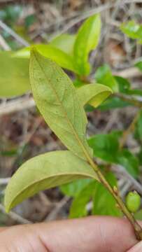 صورة Symplocos guianensis (Aubl.) Guerke