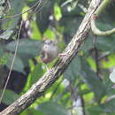 Image of Abbott's Babbler