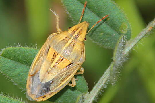 Image of Wheat stink bug