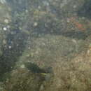 Image of Cortez damselfish