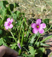 Sivun Oxalis bipartita A. St.-Hil. kuva