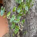 Image de Philodendron burle-marxii G. M. Barroso