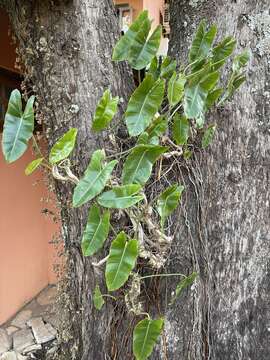 Image of Philodendron burle-marxii G. M. Barroso