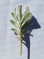 Image of woolly cinquefoil