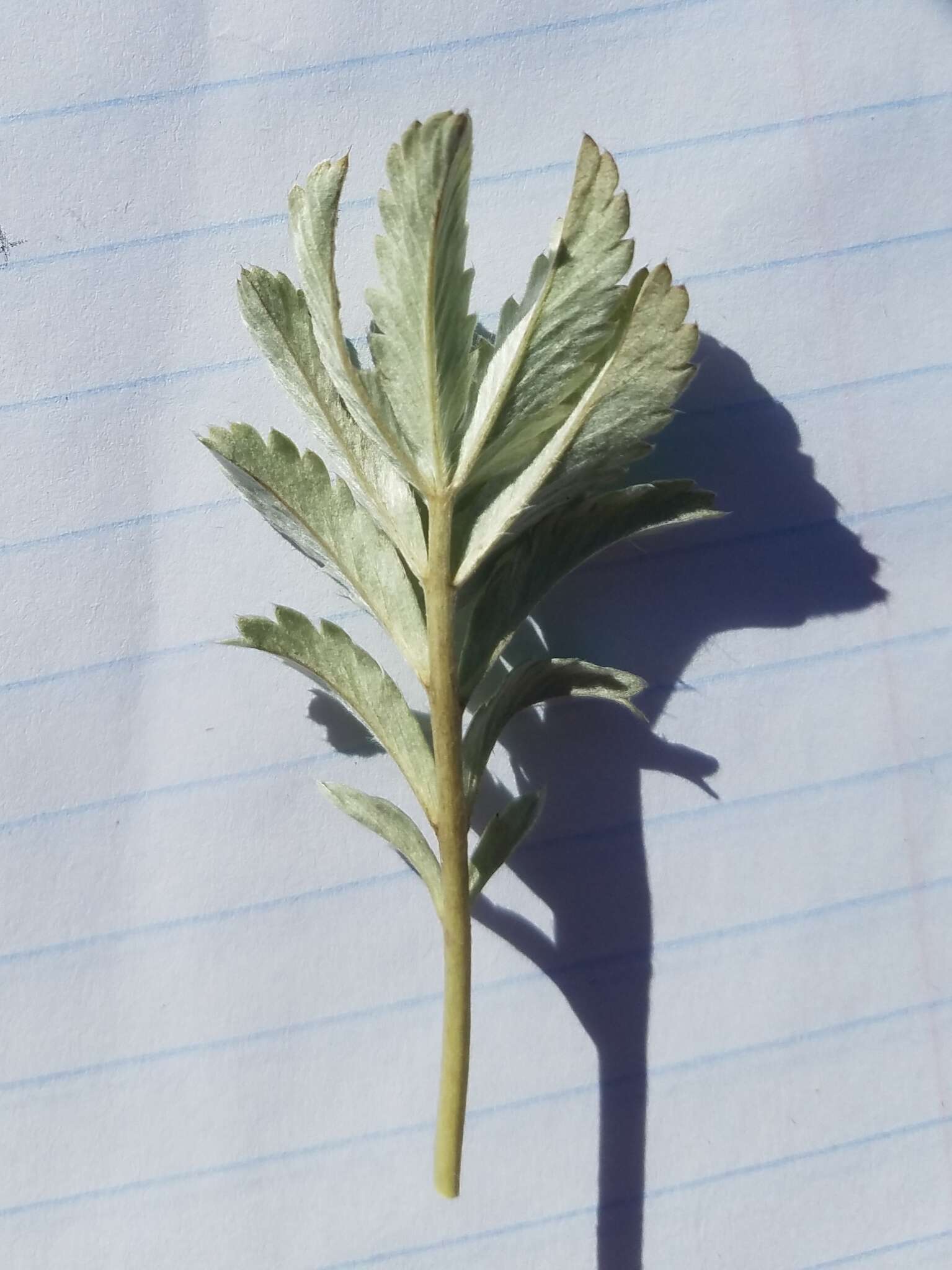 Image of woolly cinquefoil