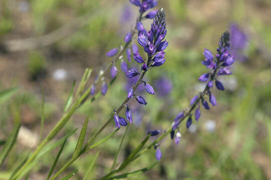 Image of tufted milkwort