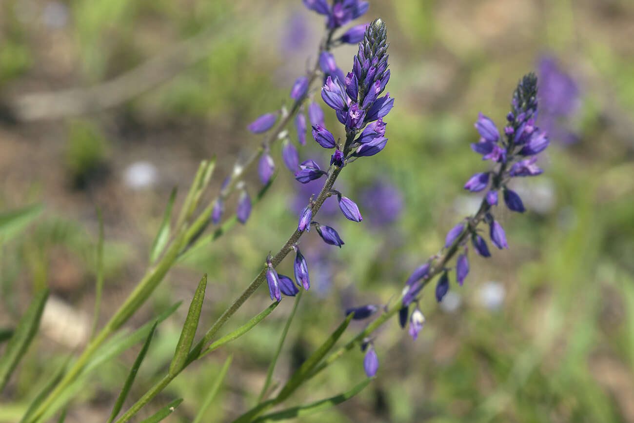 Image of tufted milkwort