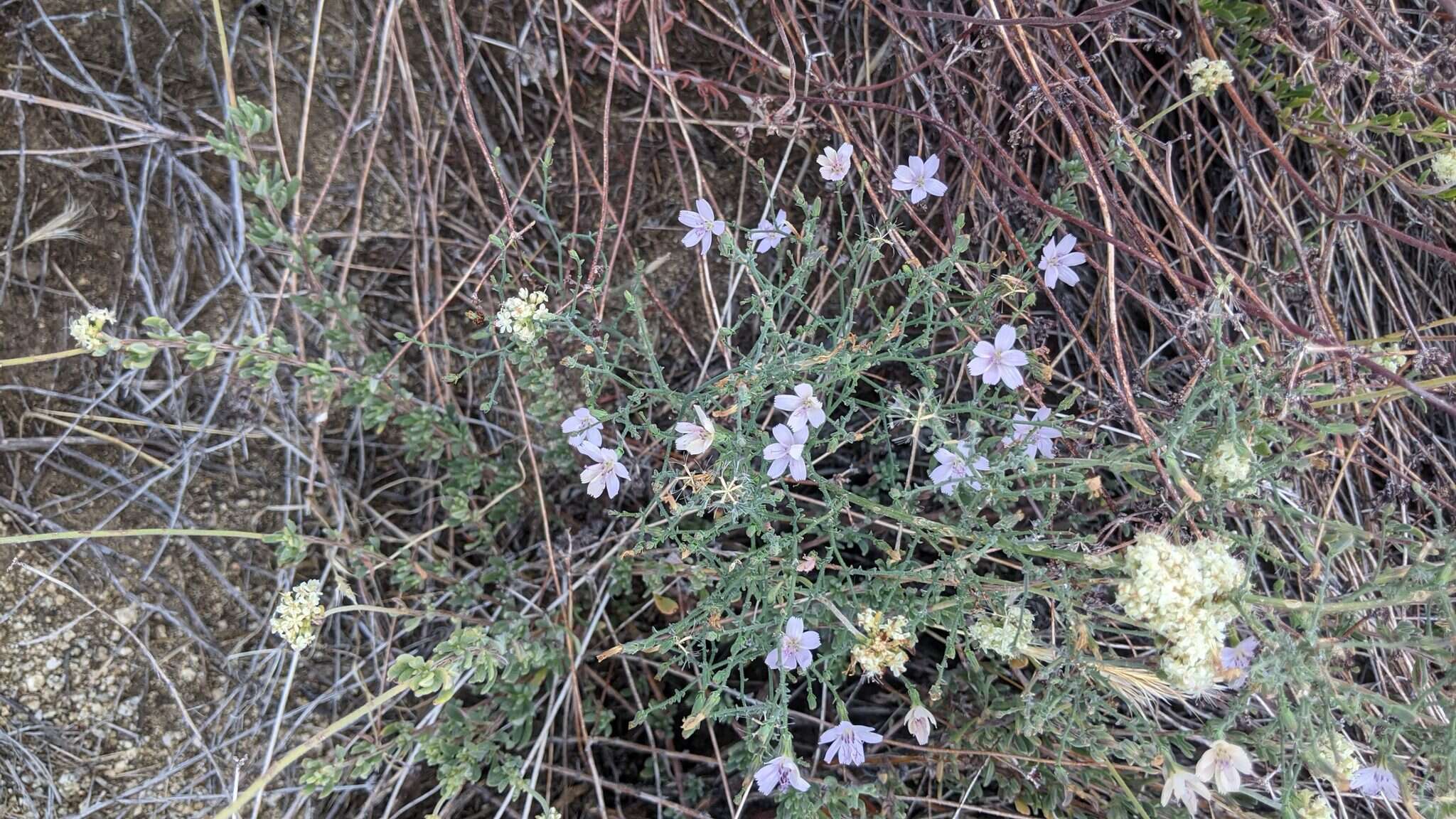 Sivun Stephanomeria exigua subsp. deanei (J. F. Macbr.) Gottlieb kuva