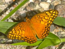 Image of Euptoieta hegesia meridiania Stichel 1938