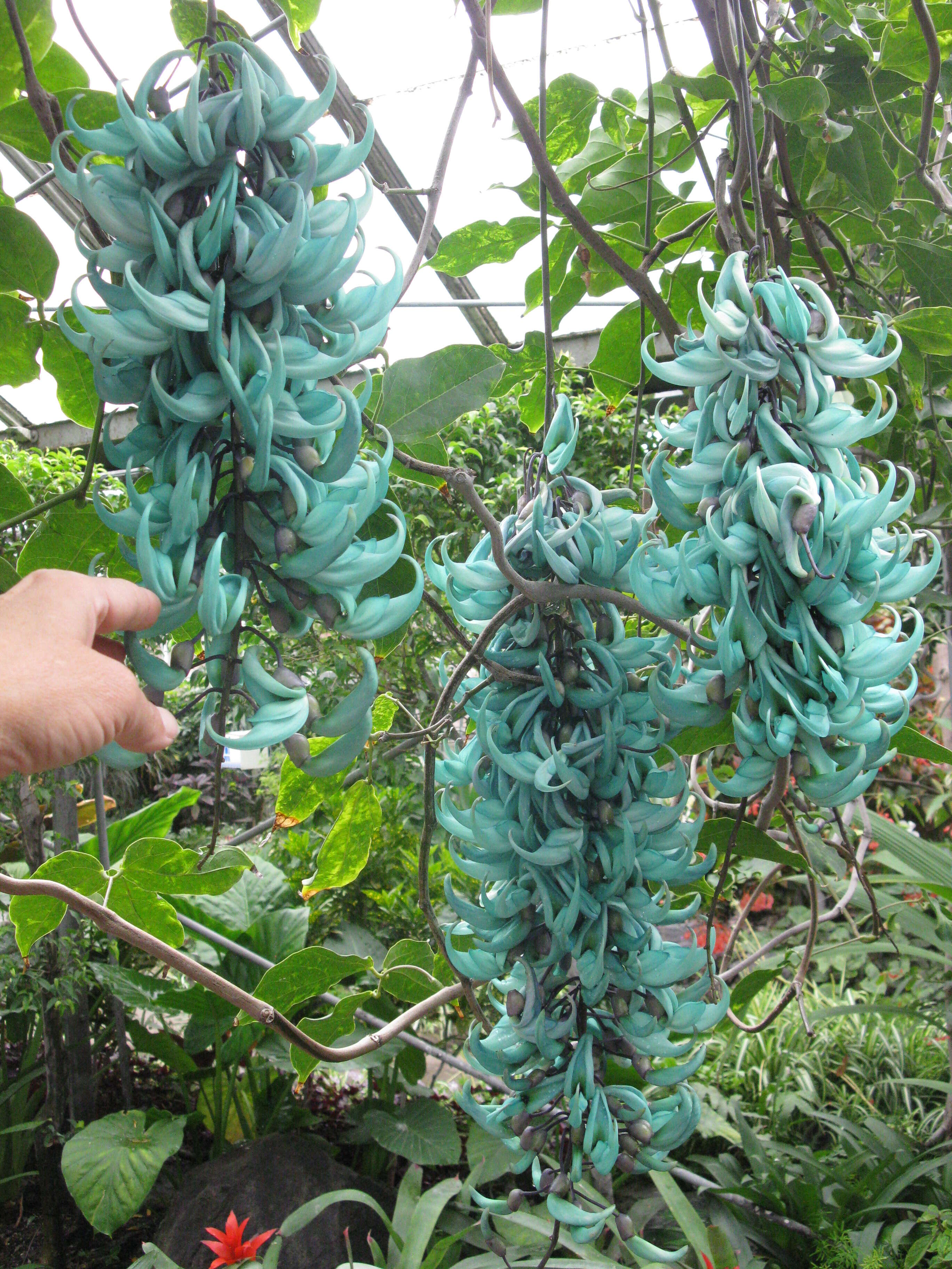 Image of Jade Vine