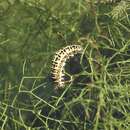 Image of Saharan Swallowtail