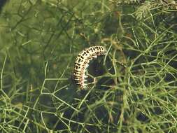 Image of Saharan Swallowtail