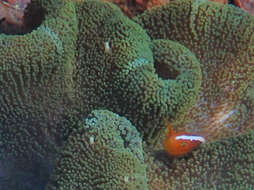 Imagem de Amphiprion sandaracinos Allen 1972