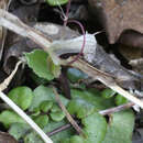 Image de Corybas oblongus (Hook. fil.) Rchb. fil.