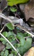 Image de Corybas oblongus (Hook. fil.) Rchb. fil.