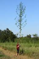 Image of great ragweed