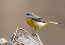 Image of Grey Wagtail