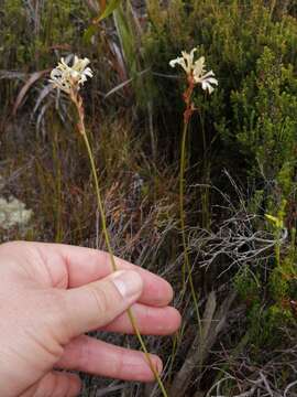 Image of Tritoniopsis unguicularis (Lam.) G. J. Lewis