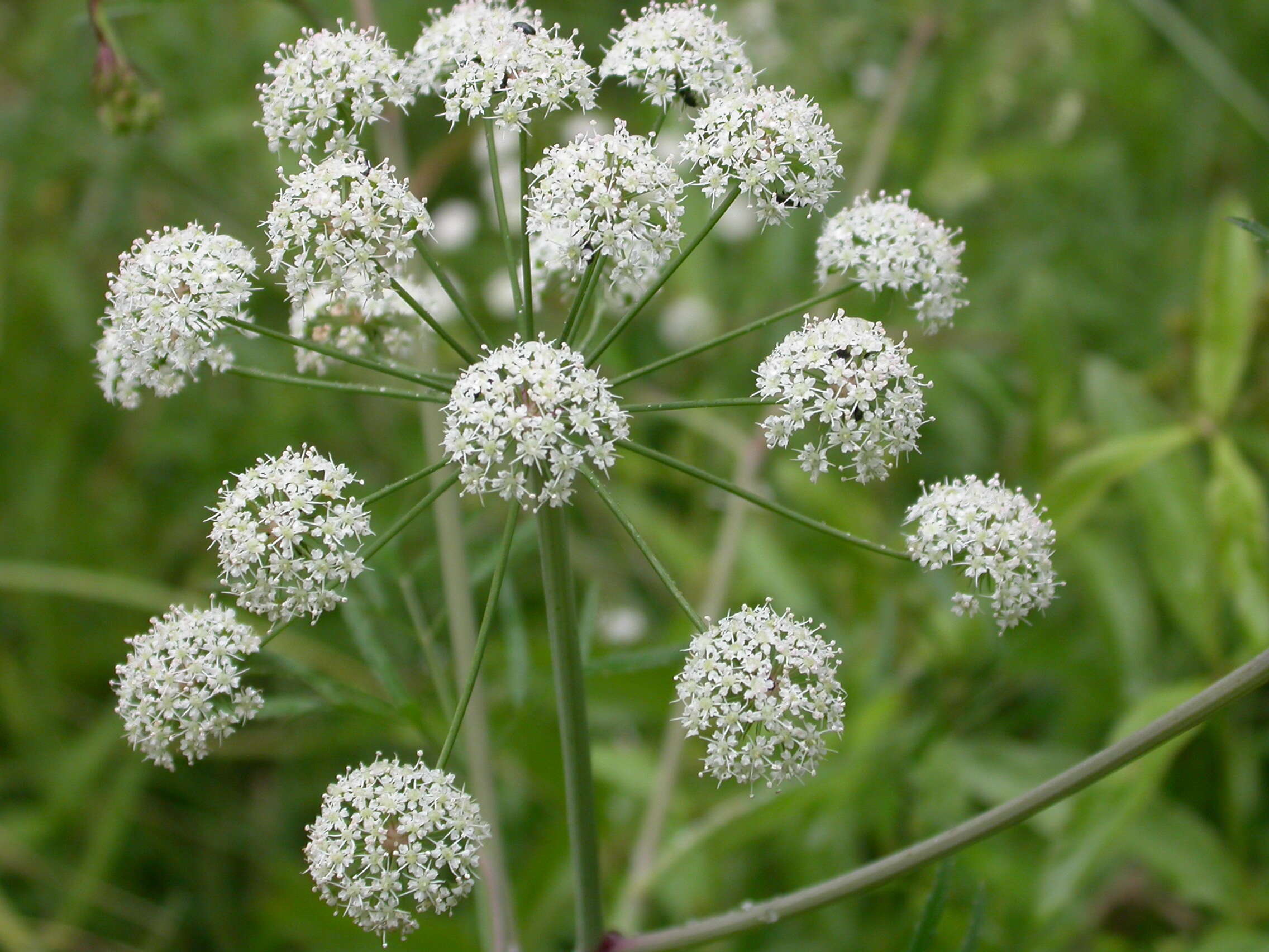 Imagem de Cicuta virosa L.