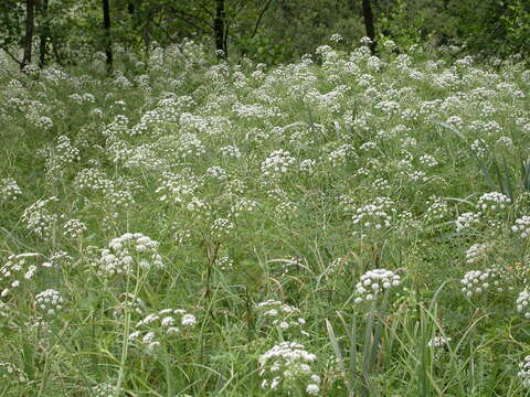 Image of European Waterhemlock