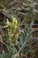 Imagem de Astragalus follicularis Pall.