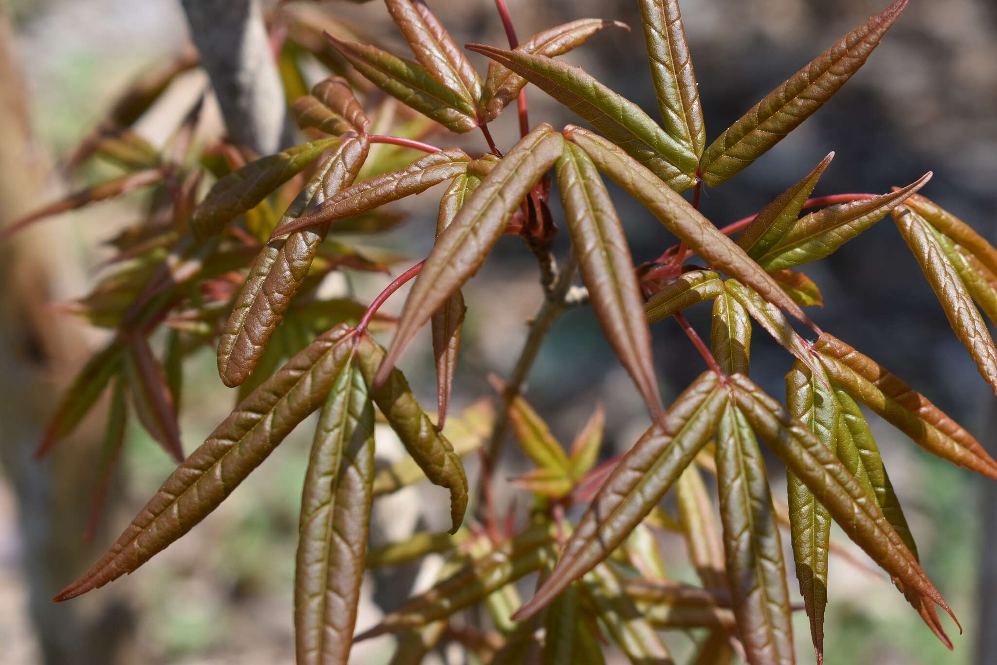 Plancia ëd Acer mandshuricum Maxim.