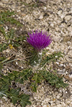 Image of dwarf thistle